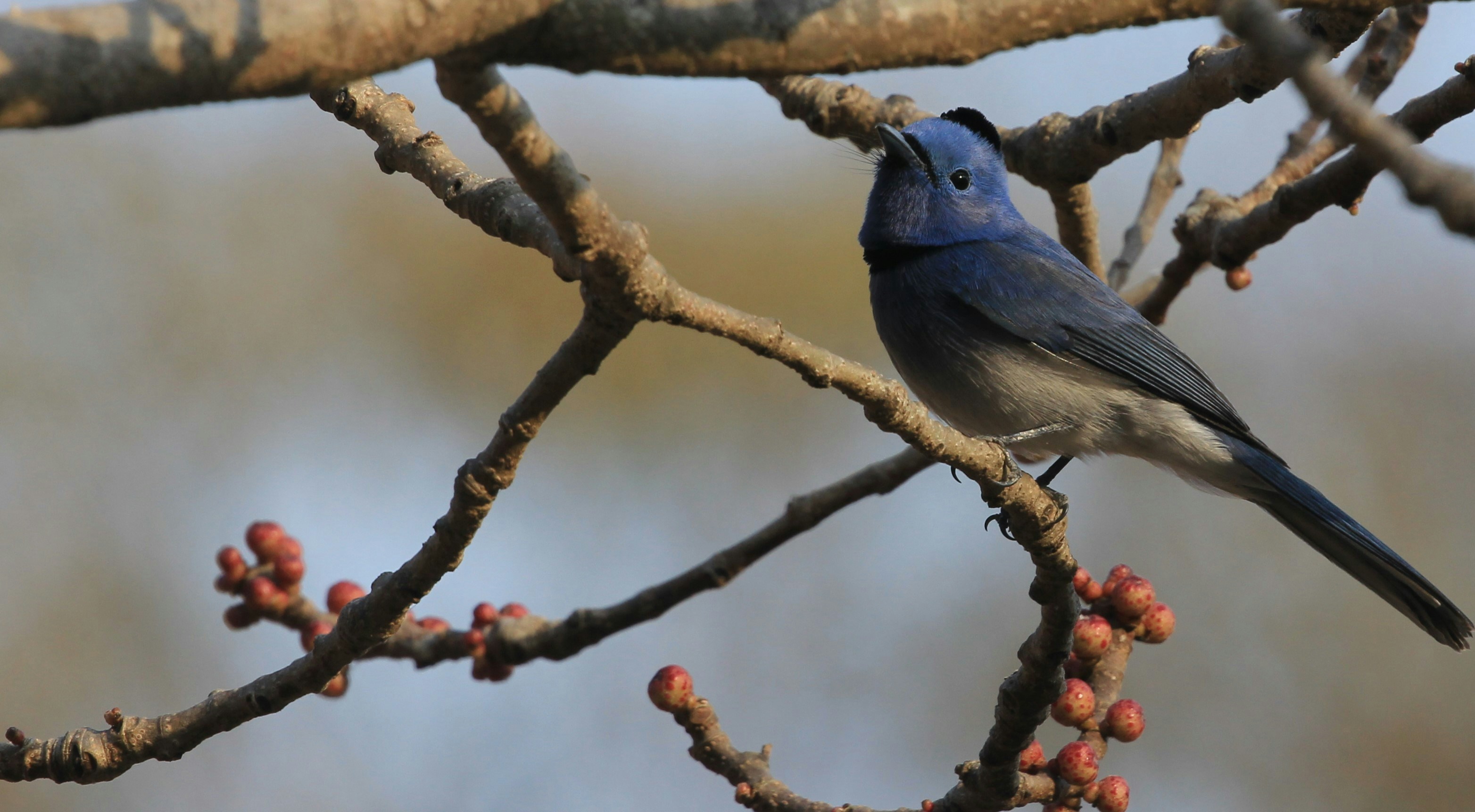 Photo by amolvalimbe