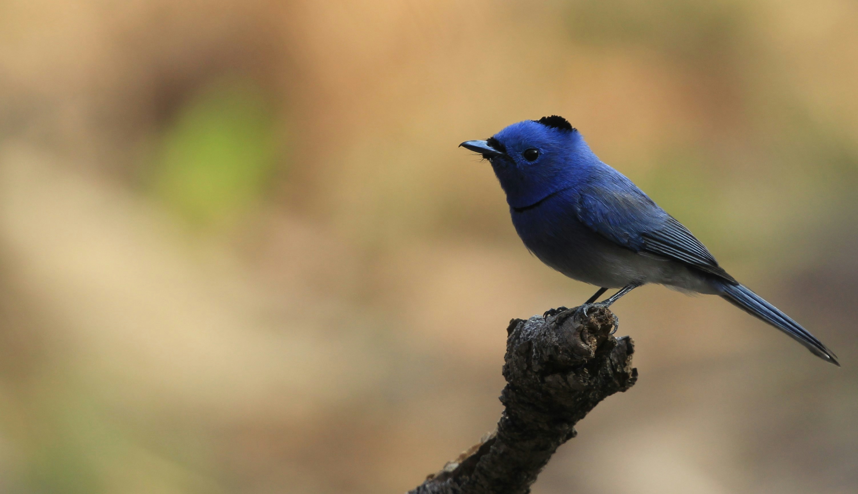 Photo by amolvalimbe