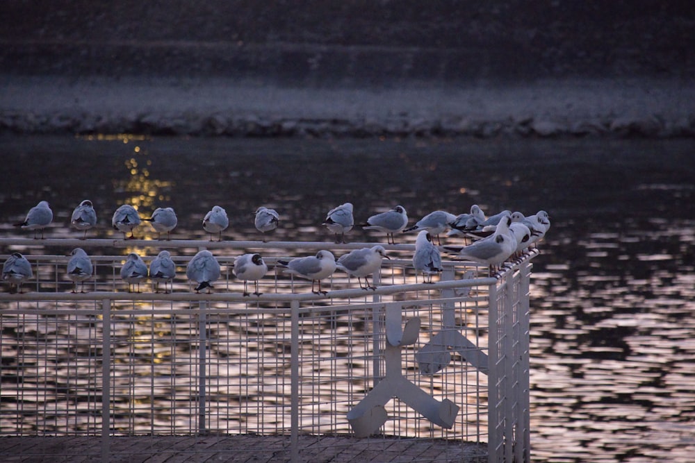 a flock of birds sitting on top of a metal cage