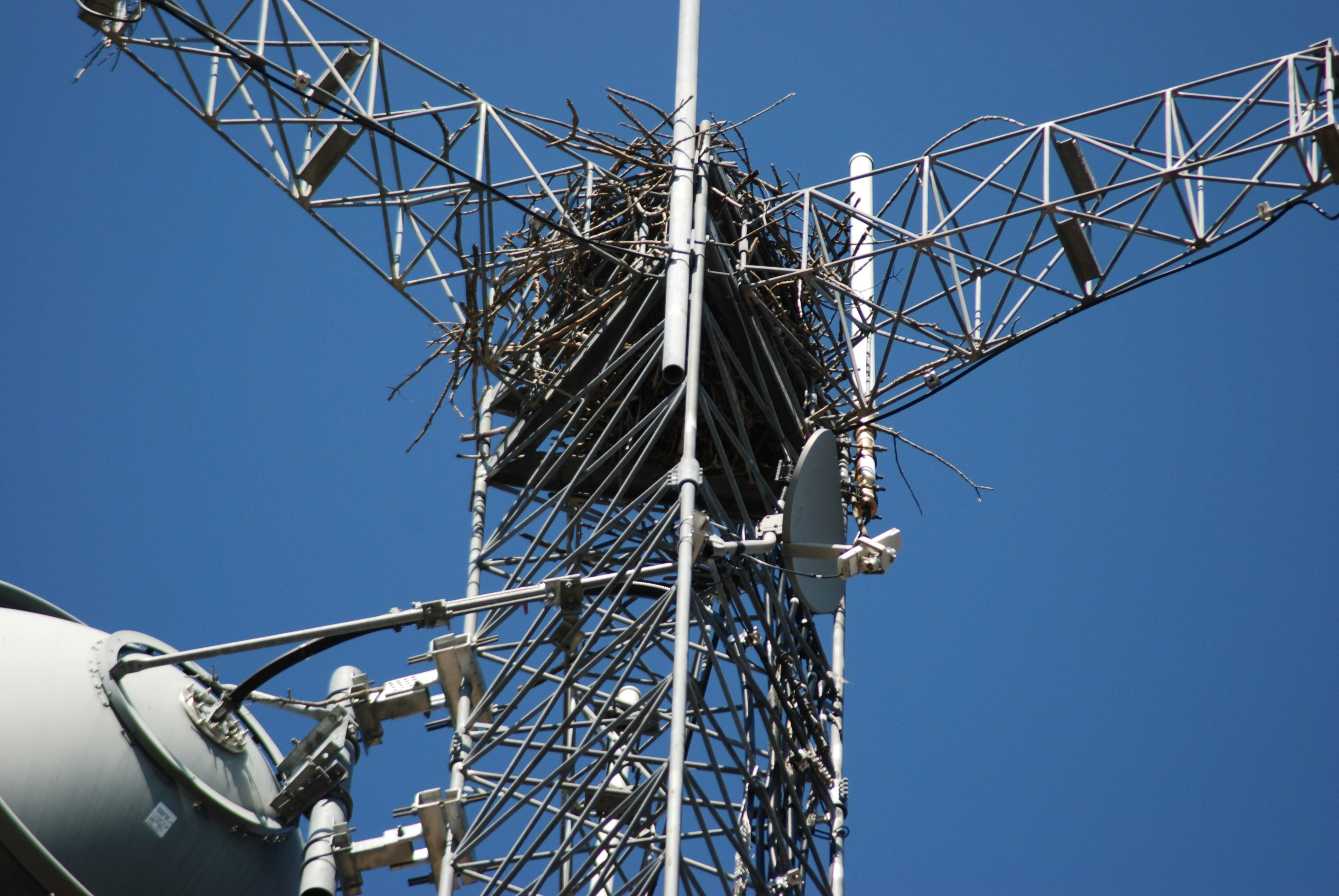 School board may abort Peachtree Ridge cell phone tower plan