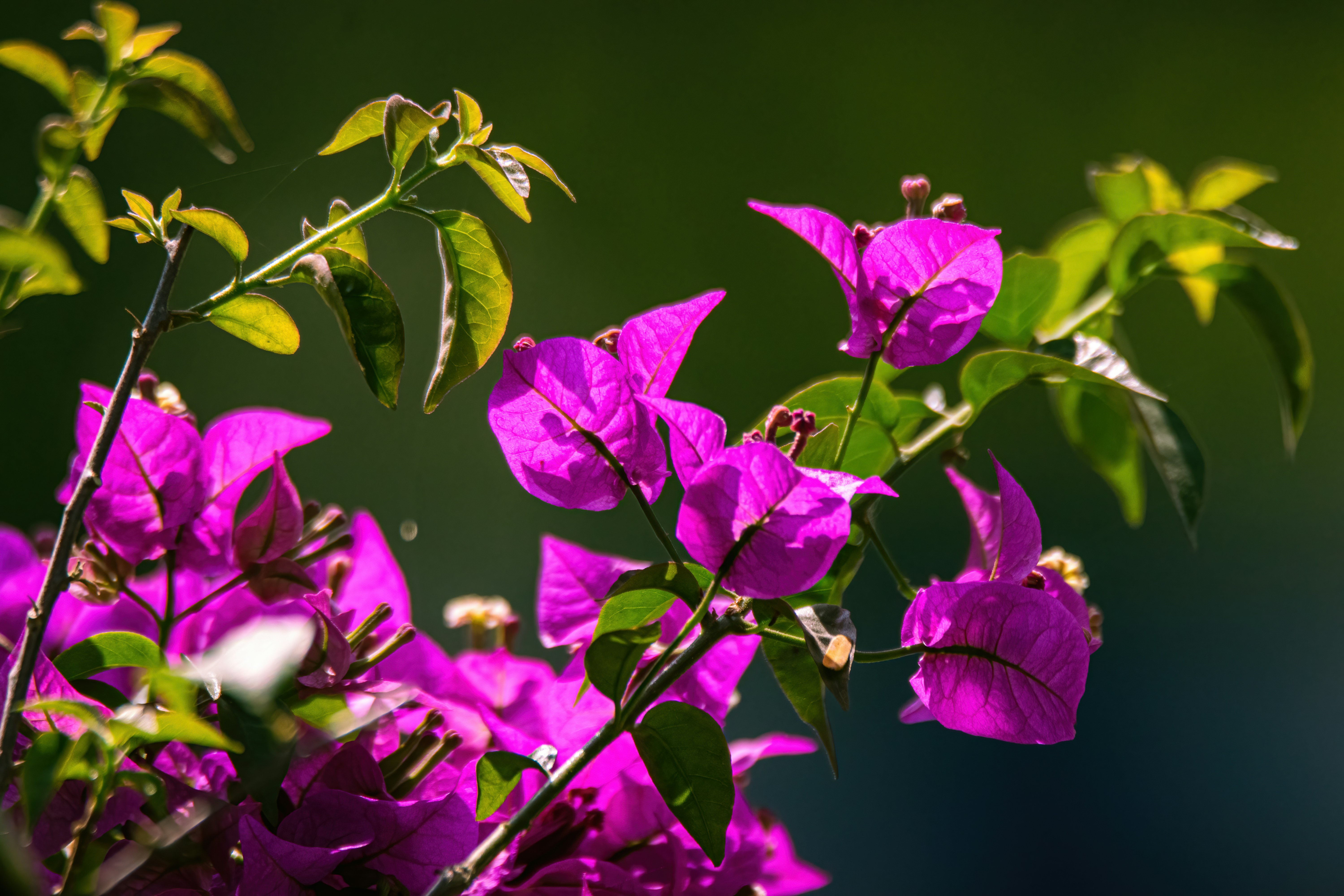 Photo by arnab_dey_photography