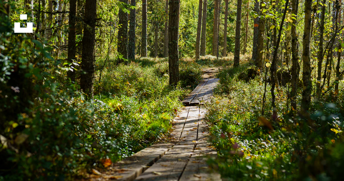 A Wooden Path In The Middle Of A Forest Photo Free Sweden Image On a-wooden-path-in-the-middle-of-a-forest-photo-free-sweden-image-on