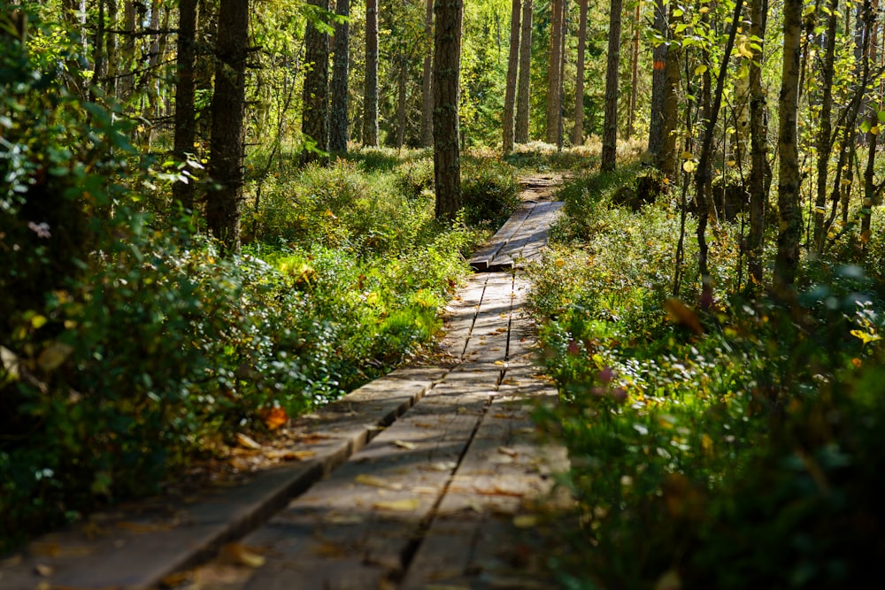 a wooden path in the middle of a forest