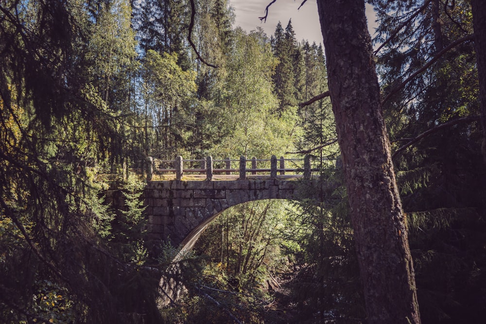 a bridge in the middle of a forest