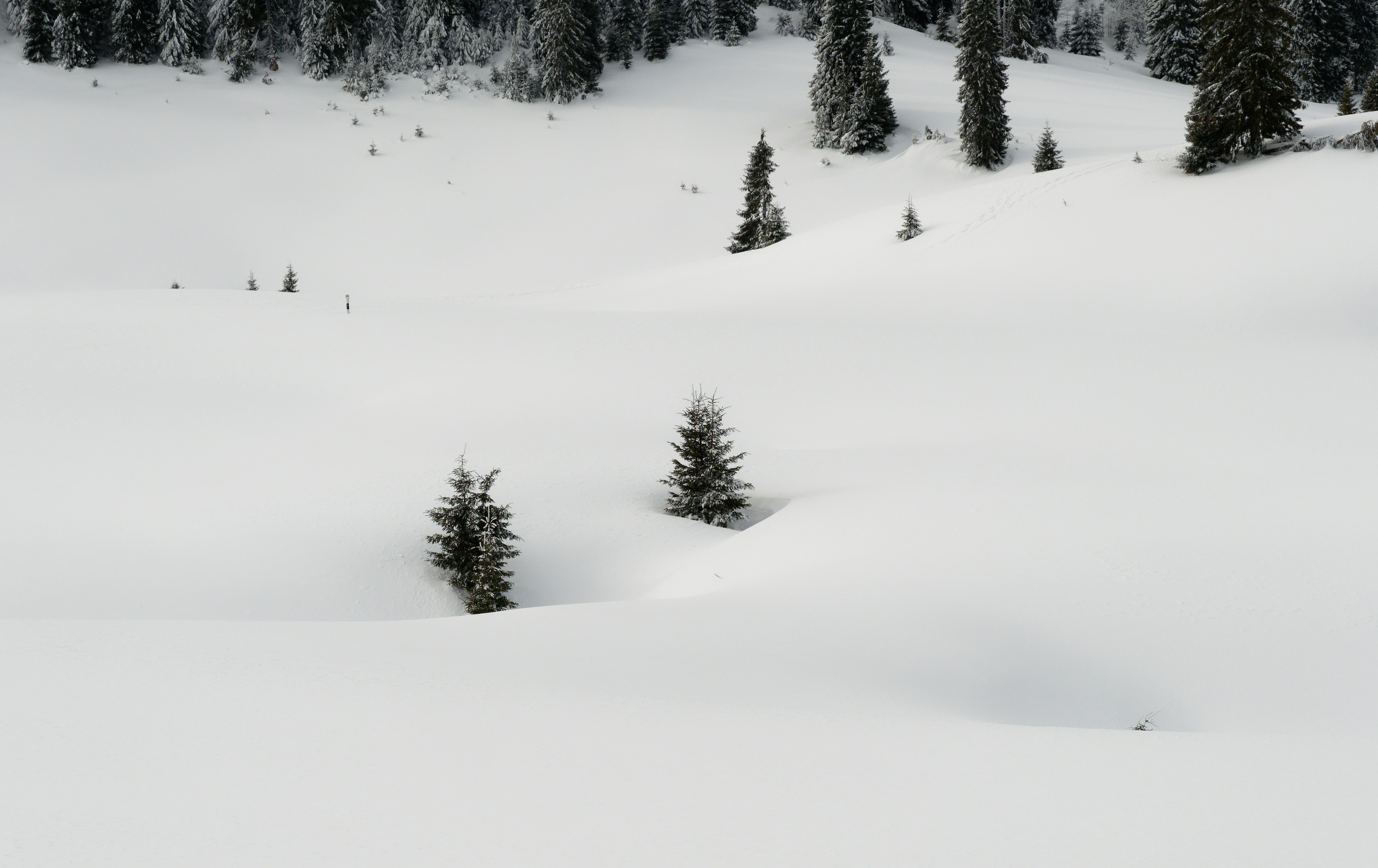 Photo by illes_cristi