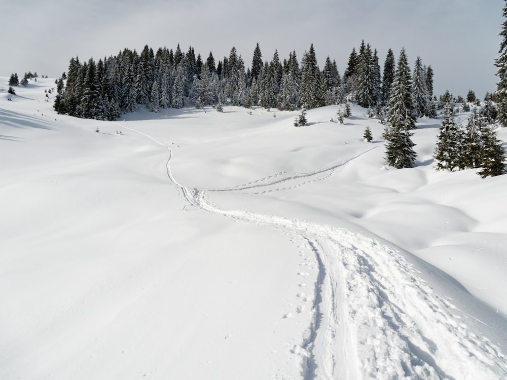 a trail in the snow with trees in the background