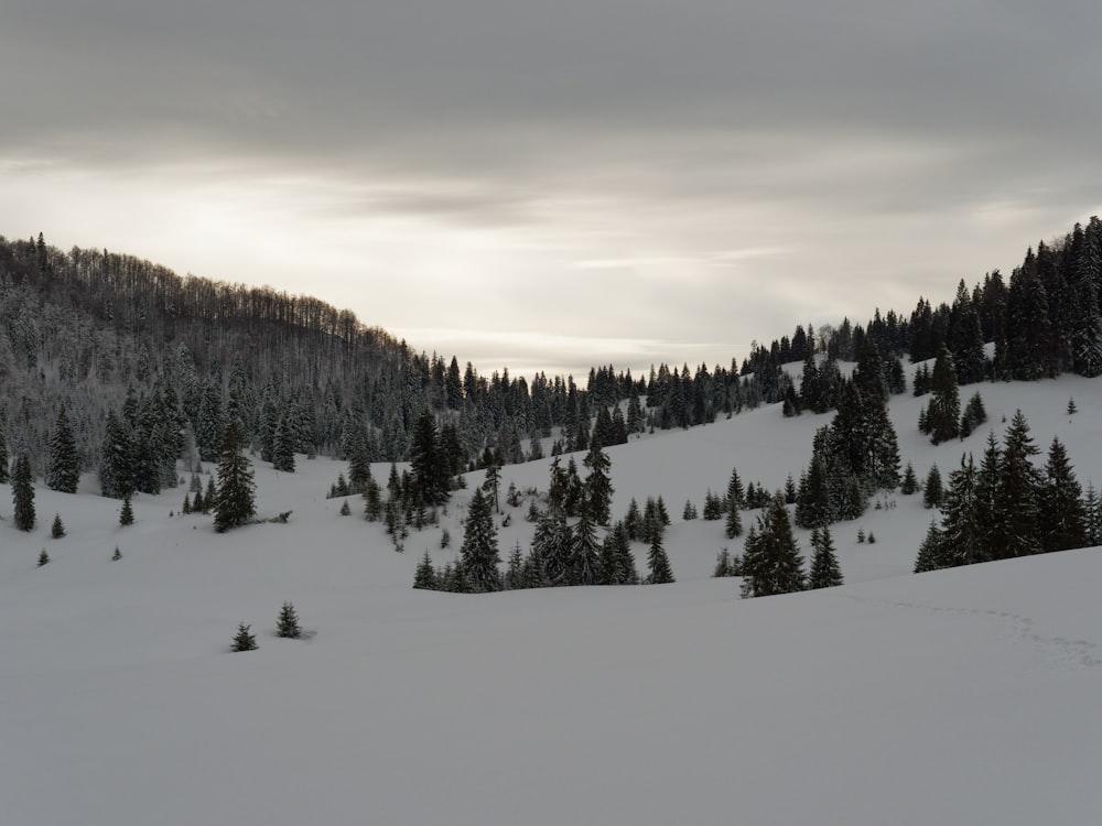 Una montaña cubierta de nieve con árboles al fondo