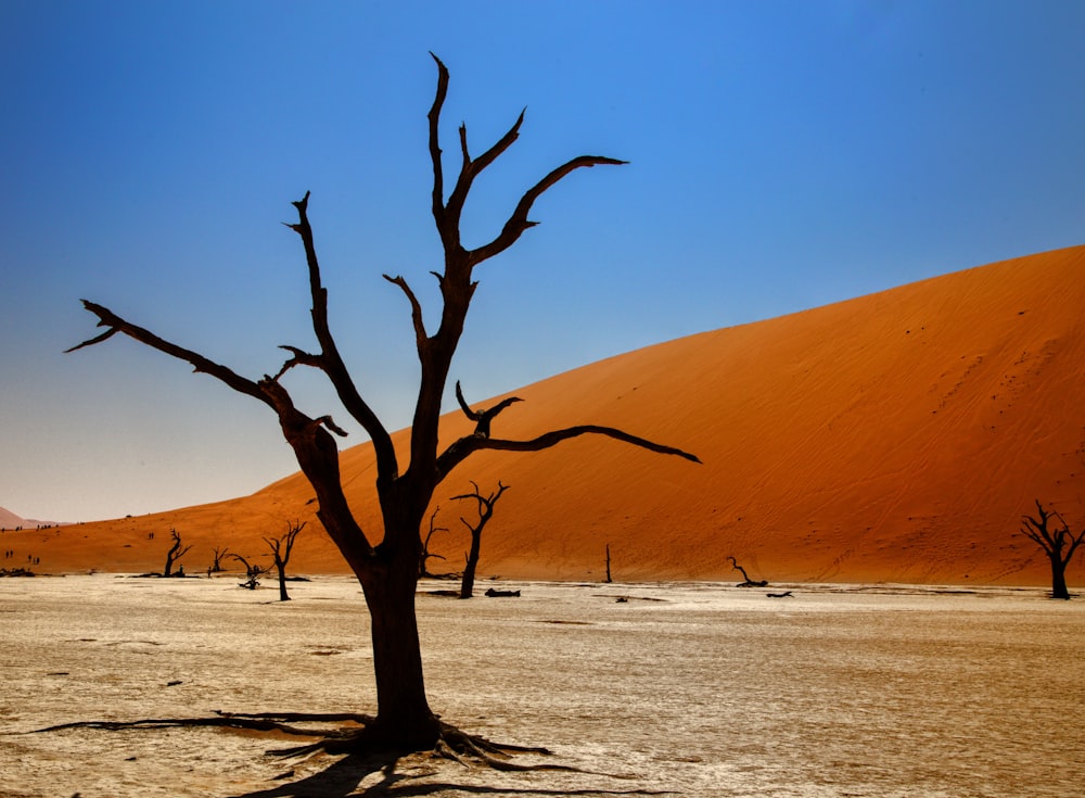 a dead tree in the middle of a desert