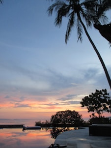 a palm tree sitting next to a body of water