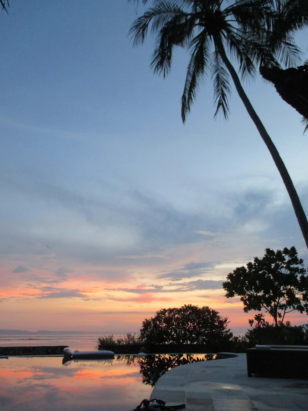 a palm tree sitting next to a body of water