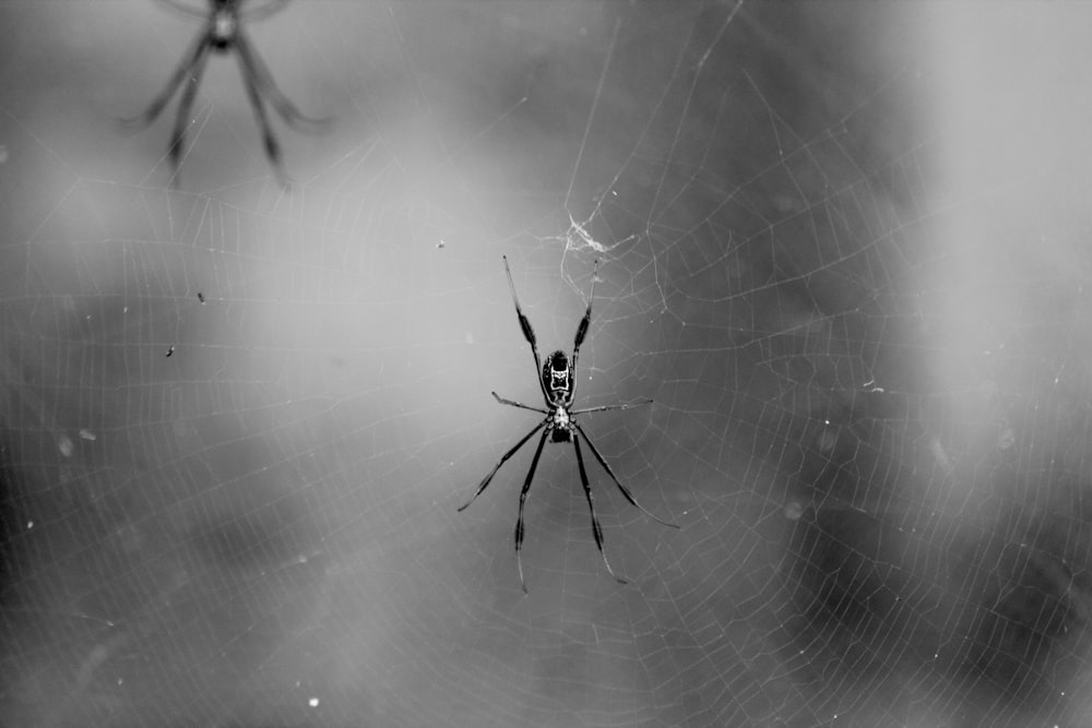 a black and white photo of a spider