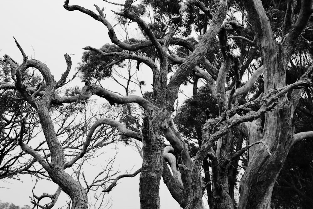 a black and white photo of trees with no leaves