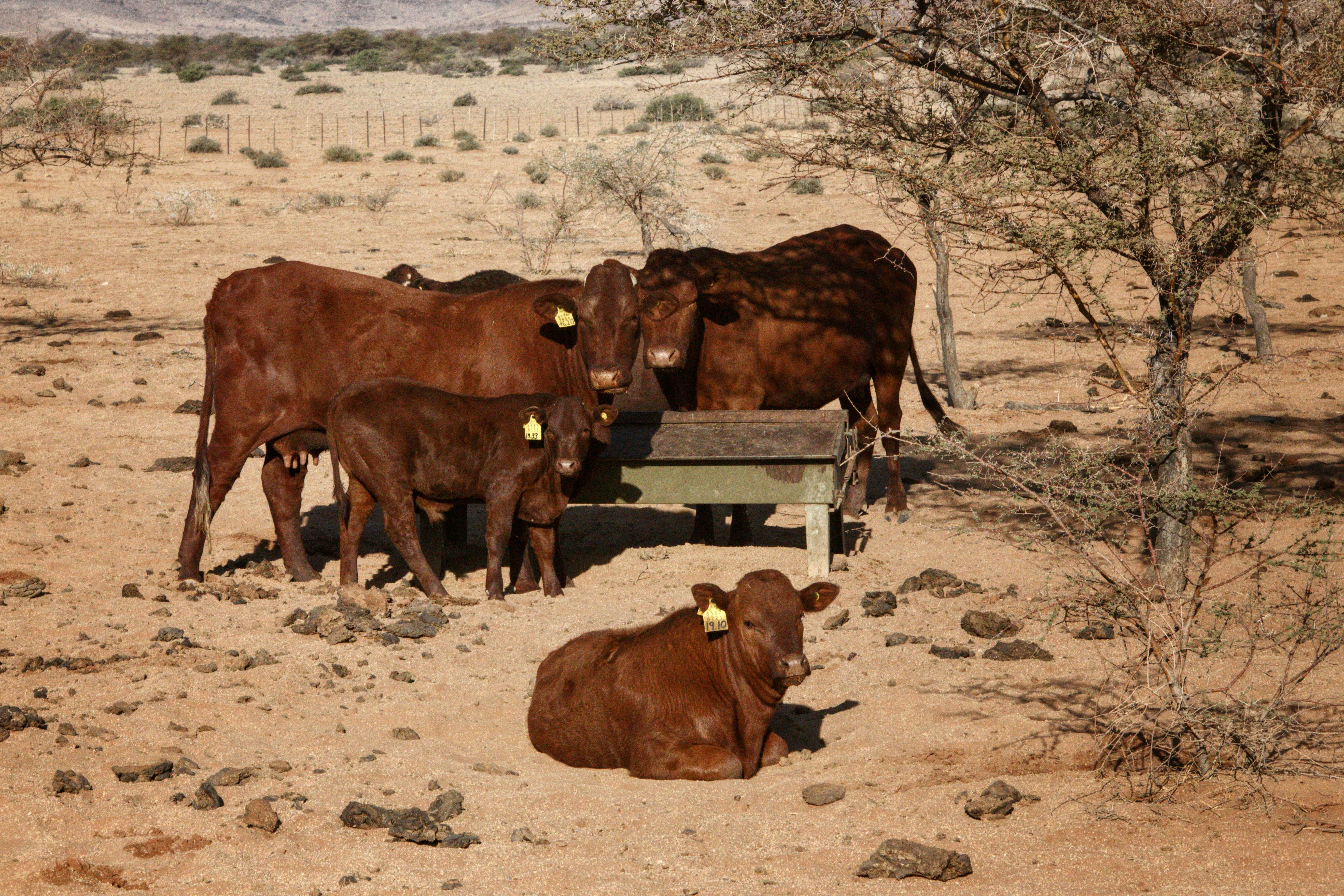 Tyson Foods to close Nebraska beef plant