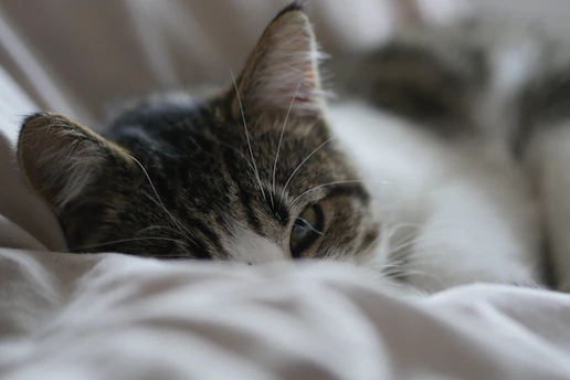 A curious tabby cat peeking out from behind a cozy blanket.