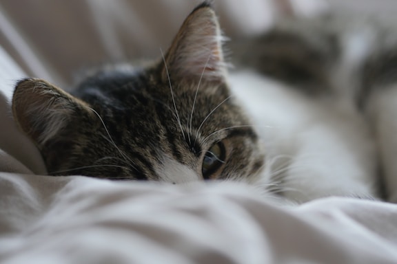 A gentle tabby cat peeking curiously from behind a cozy blanket.