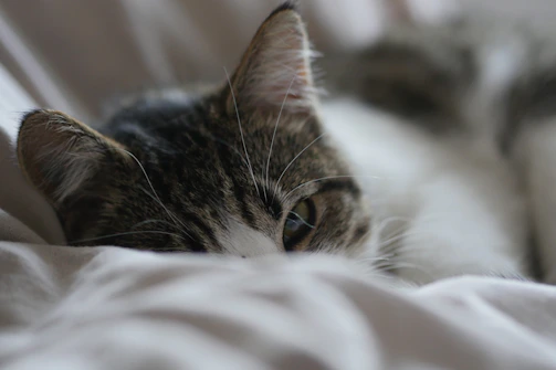 A curious tabby cat peeking out from behind a cozy blanket.