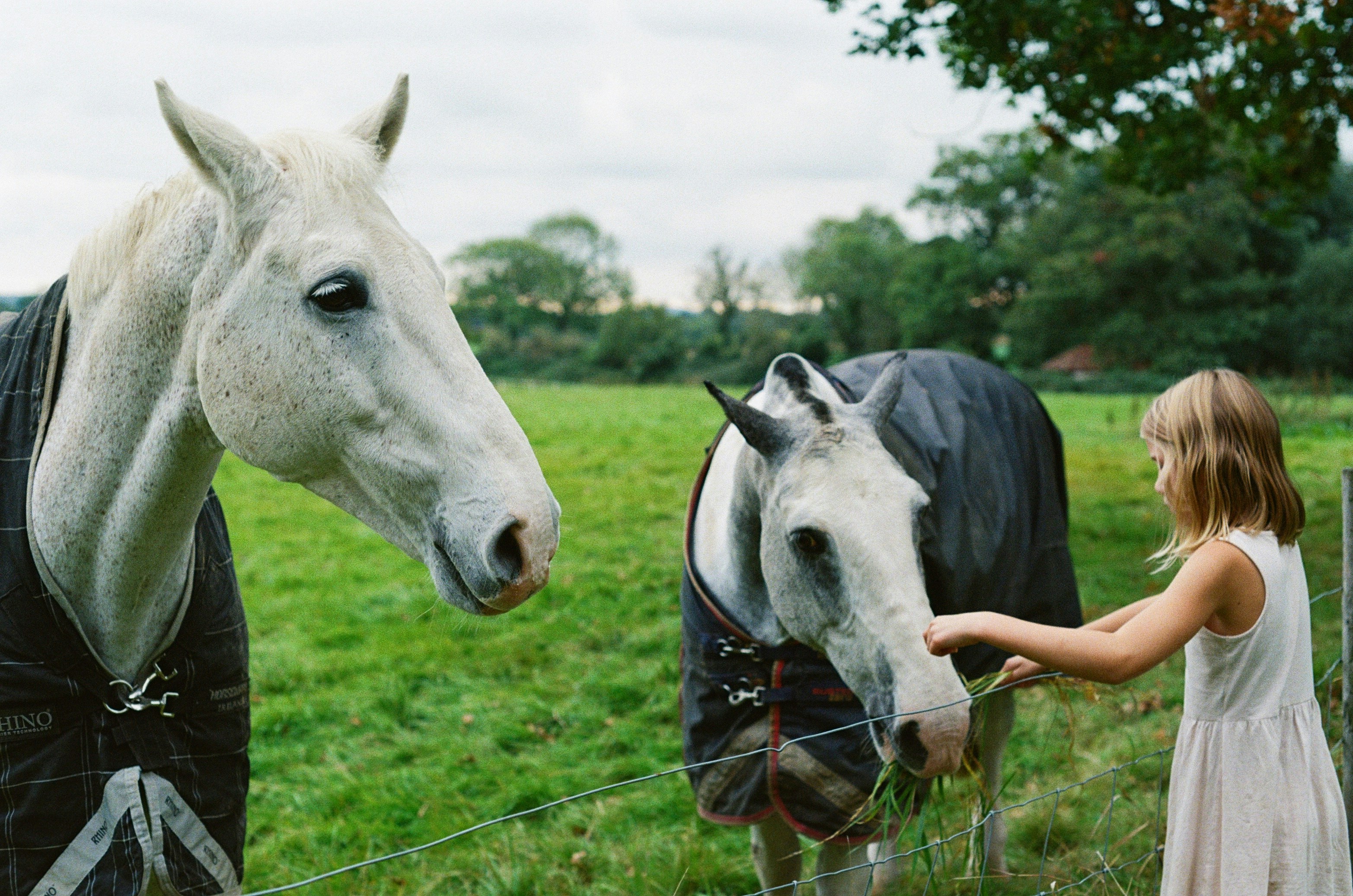 a little girl standing next to a white horse