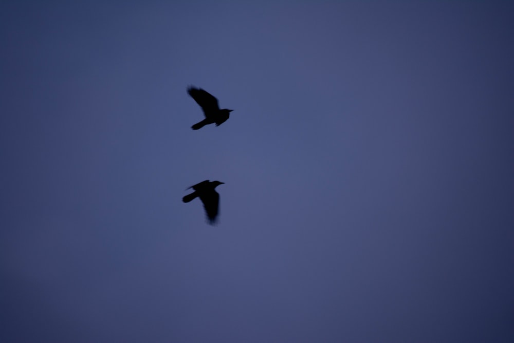 a couple of birds flying through a blue sky