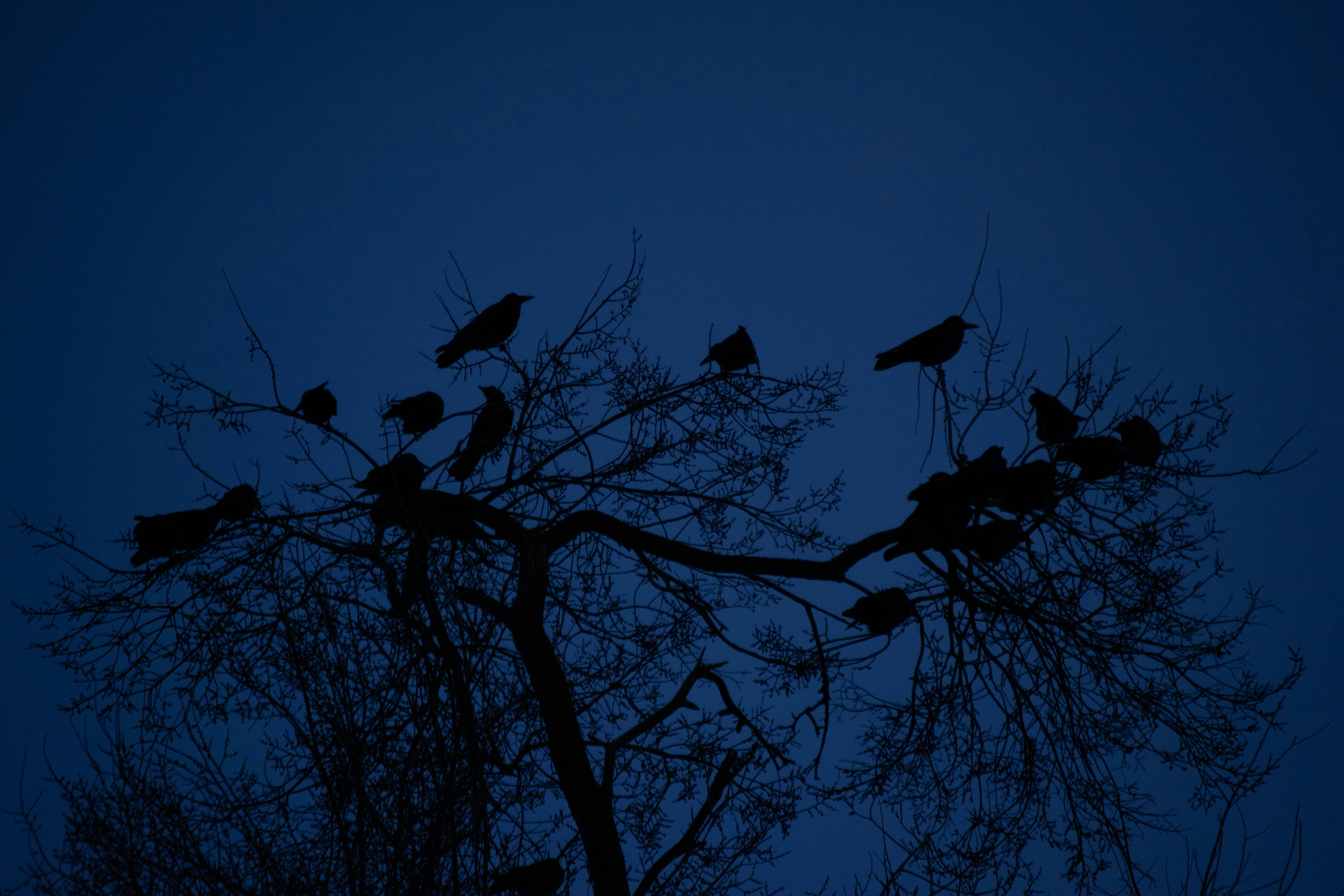 a flock of birds sitting on top of a tree