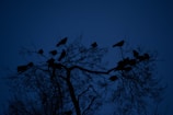 a flock of birds sitting on top of a tree
