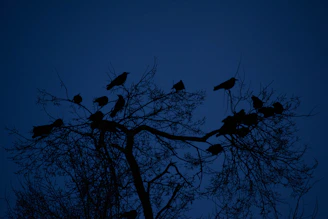 a flock of birds sitting on top of a tree
