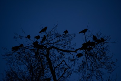 a flock of birds sitting on top of a tree