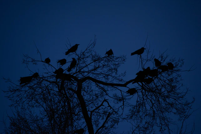a flock of birds sitting on top of a tree