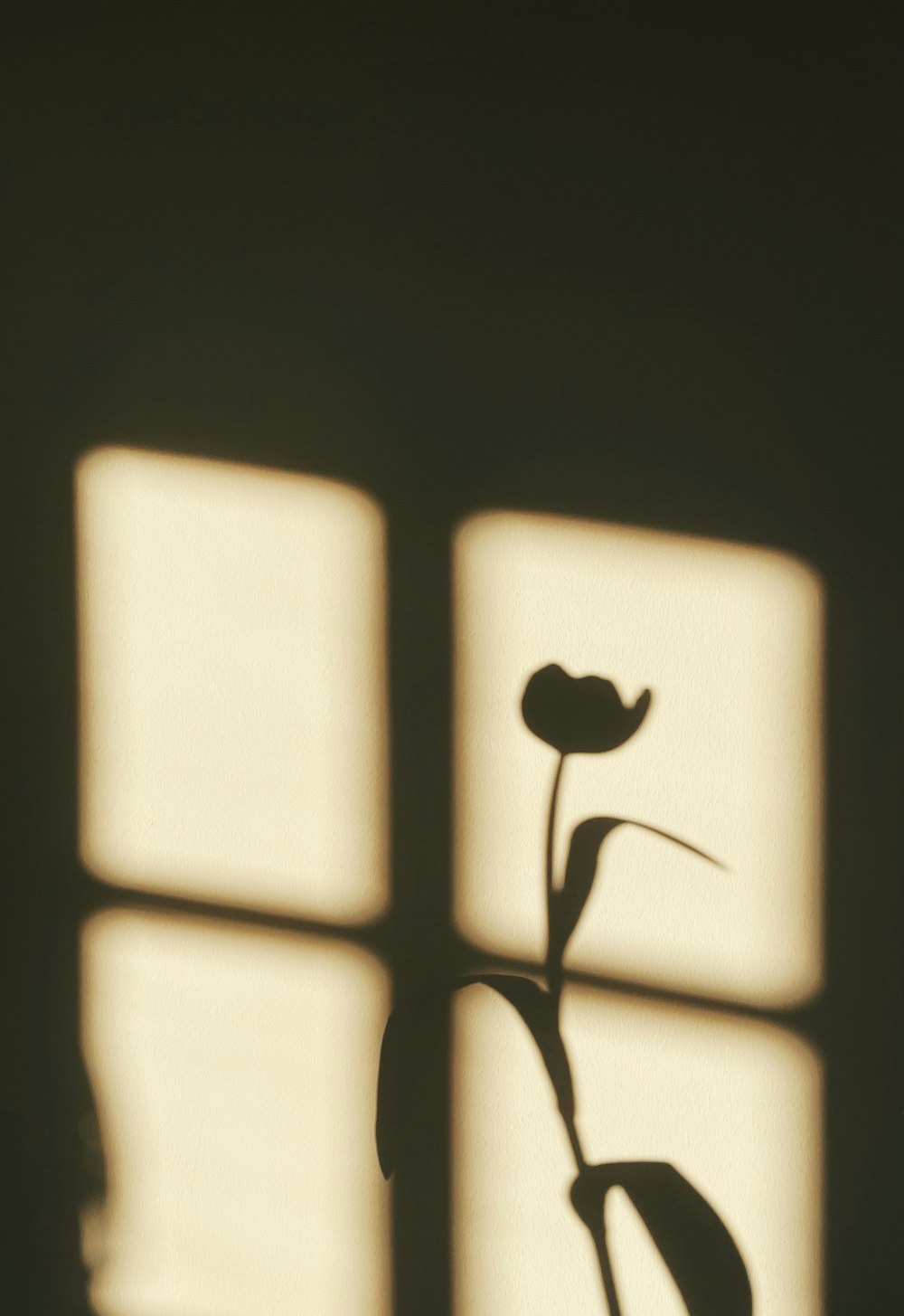 a shadow of a flower on a wall