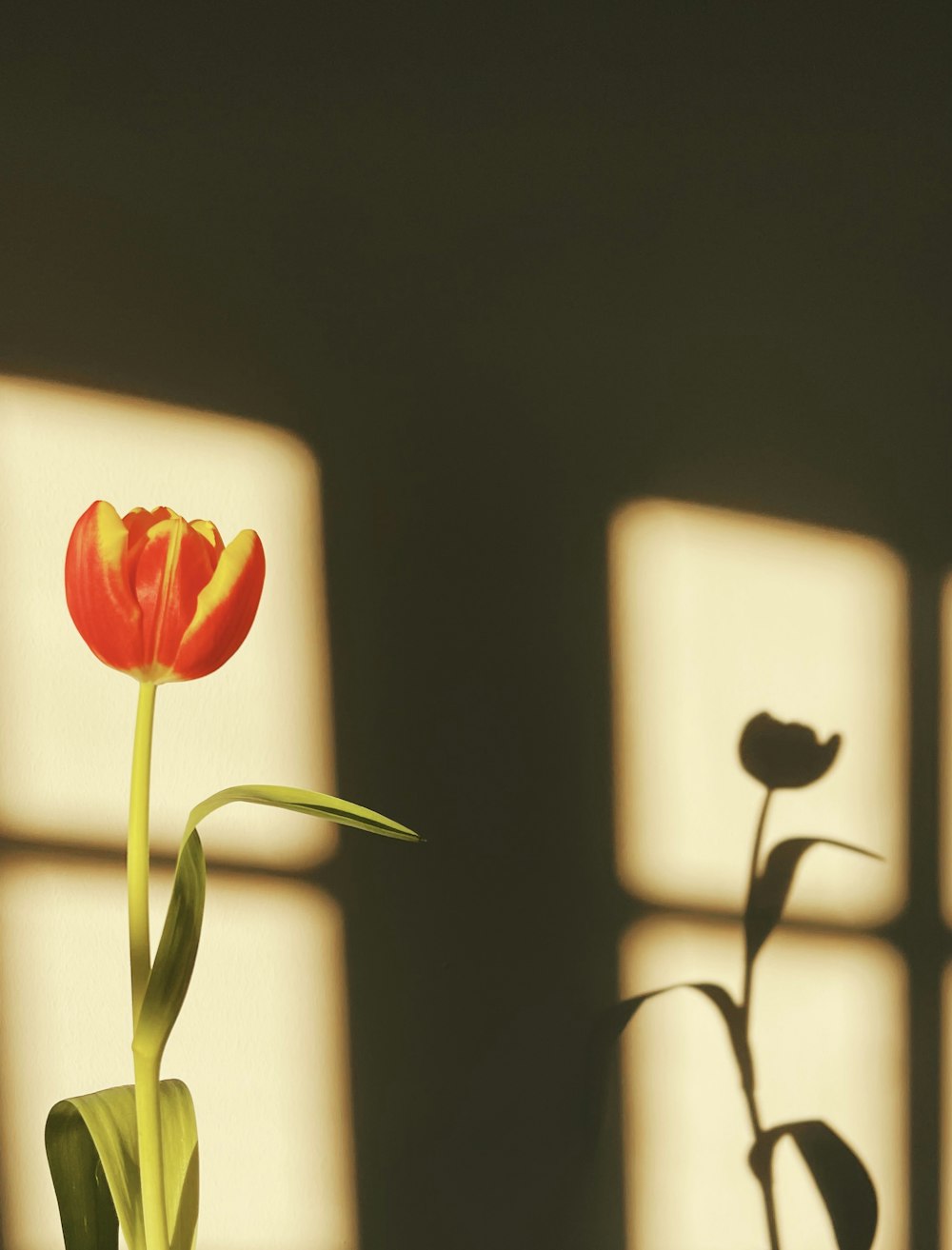 a single flower in a vase with a shadow of a window behind it