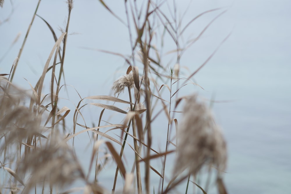 a close up of a plant with water in the background