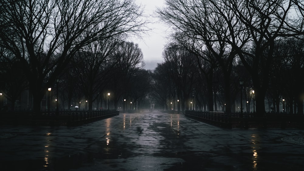 a rainy night in a park with trees and street lights