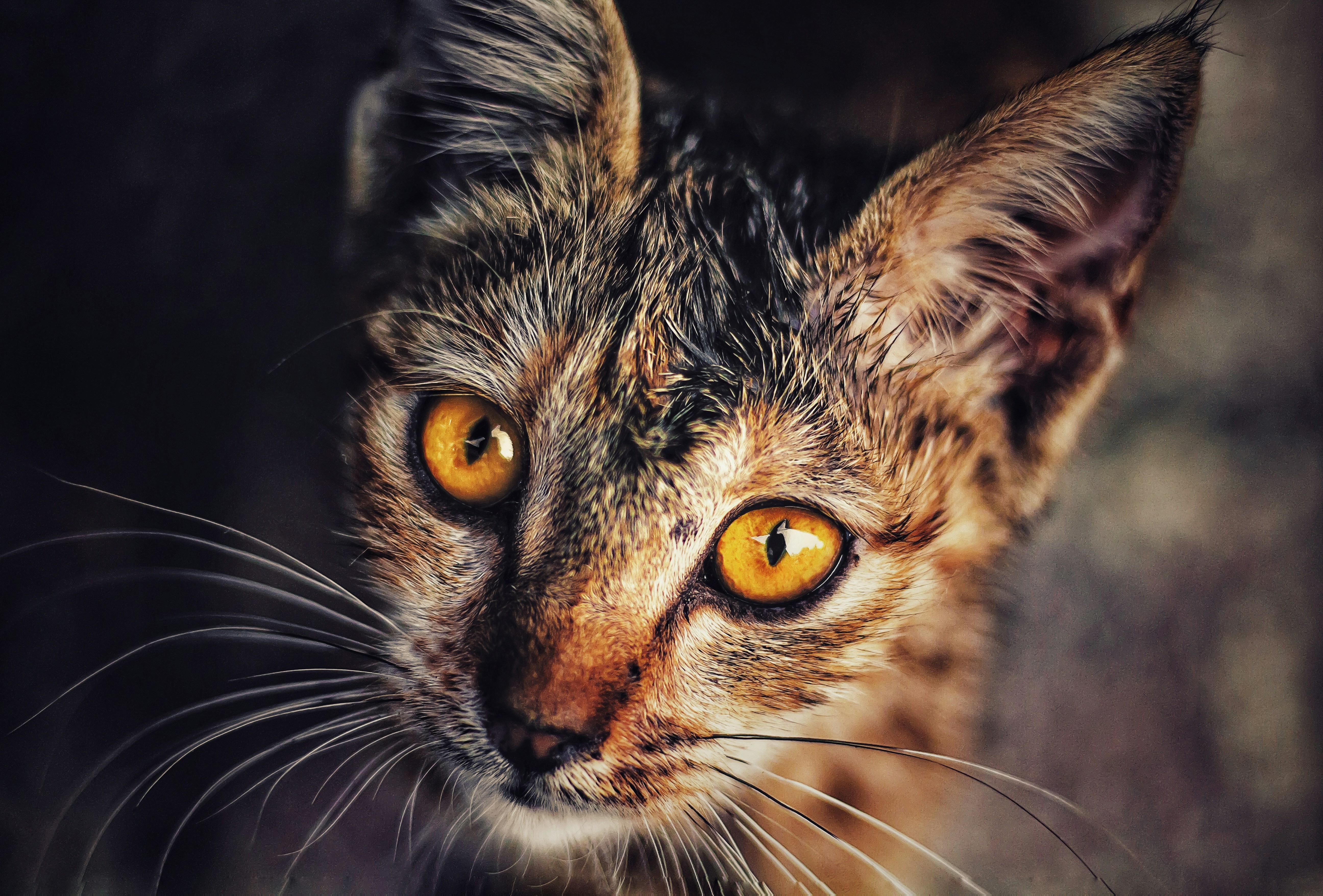 Photo by reza_delkhosh_