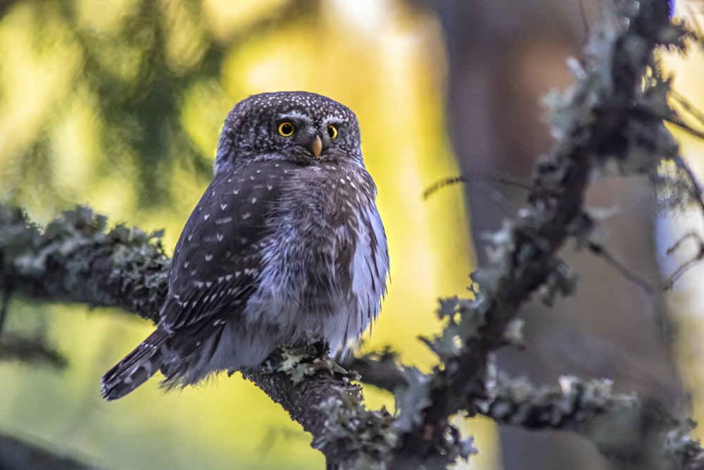 an owl is perched on a branch in a tree