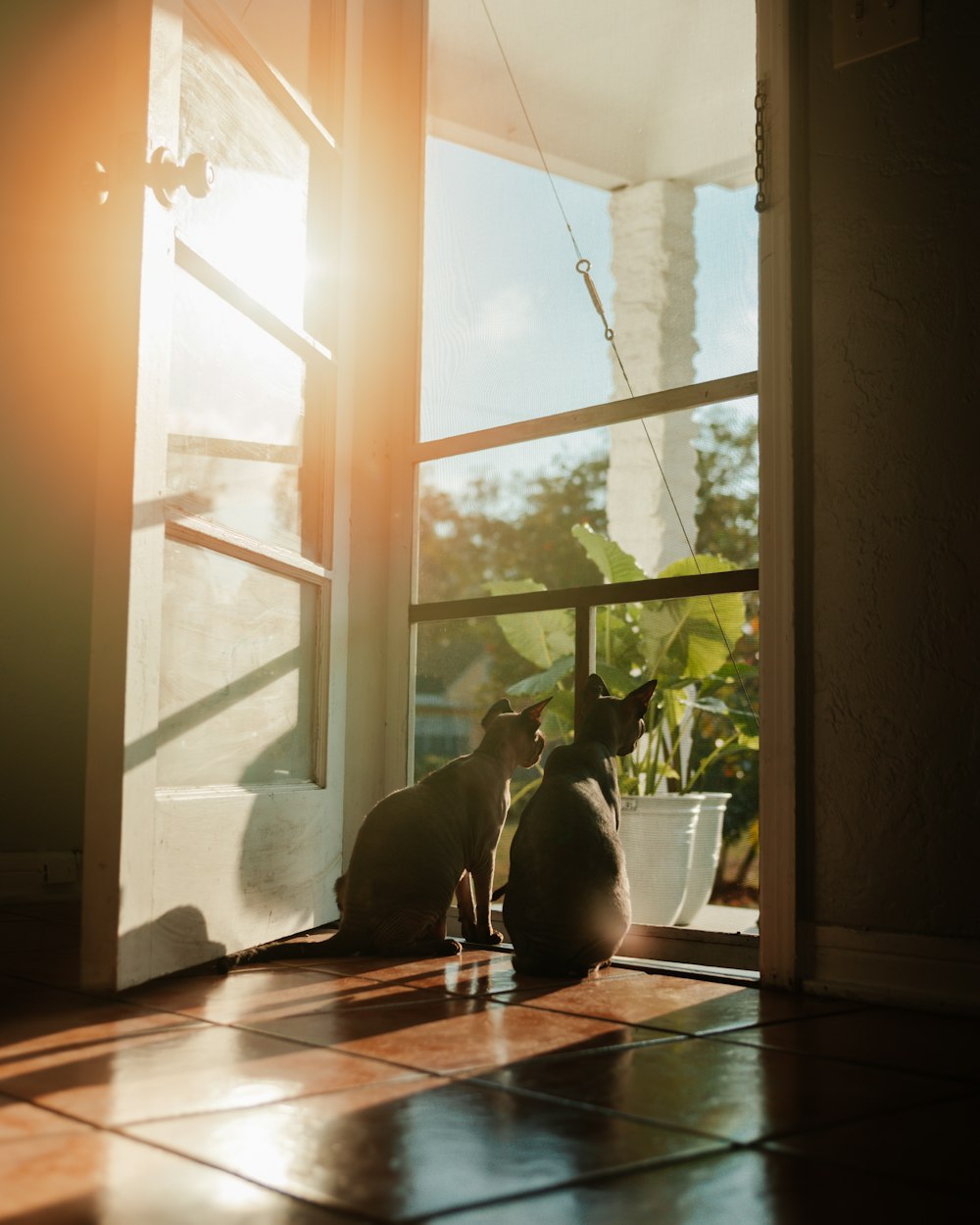 a couple of cats sitting on top of a wooden floor