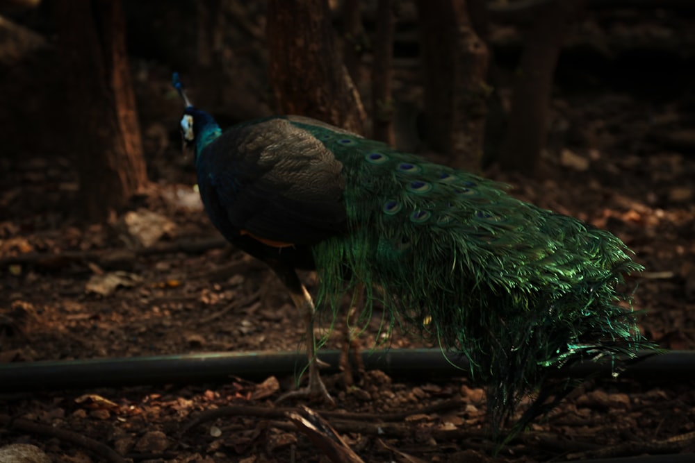 a peacock standing on top of a forest floor