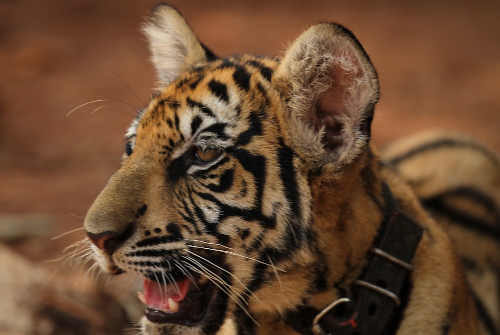 a close up of a tiger with its mouth open