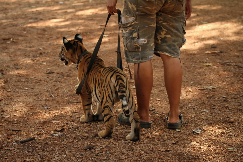 a man walking a tiger on a leash