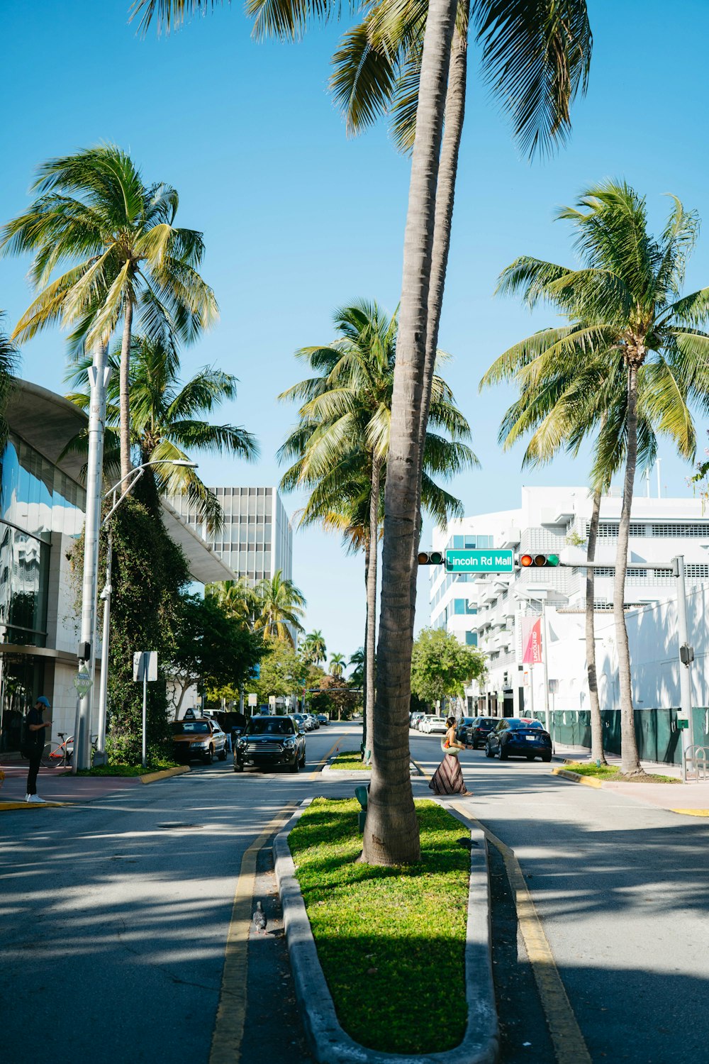 a palm tree on the side of the road