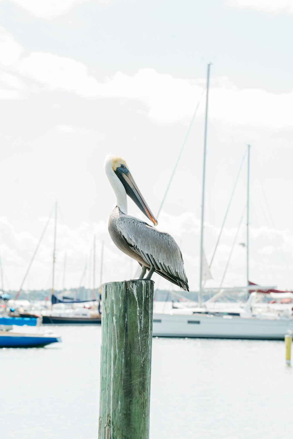 a pelican is sitting on a post in the water