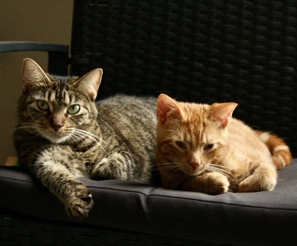 a couple of cats laying on top of a chair