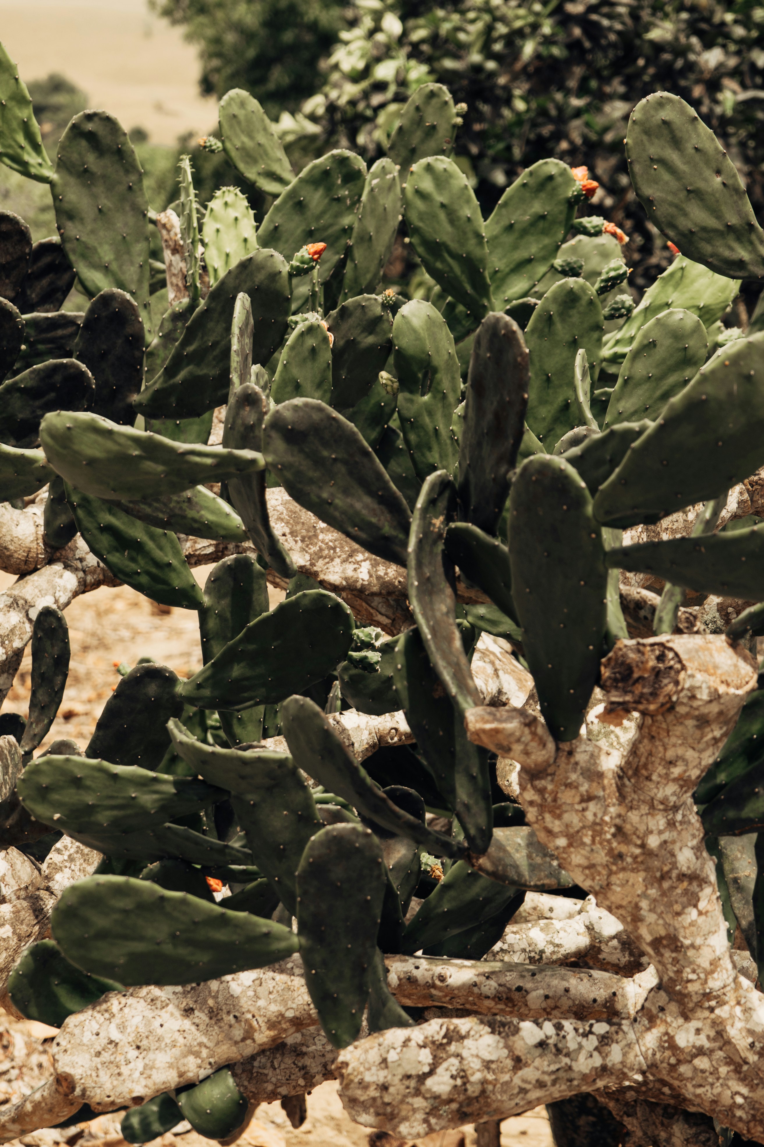 Photo by jefersonsantu