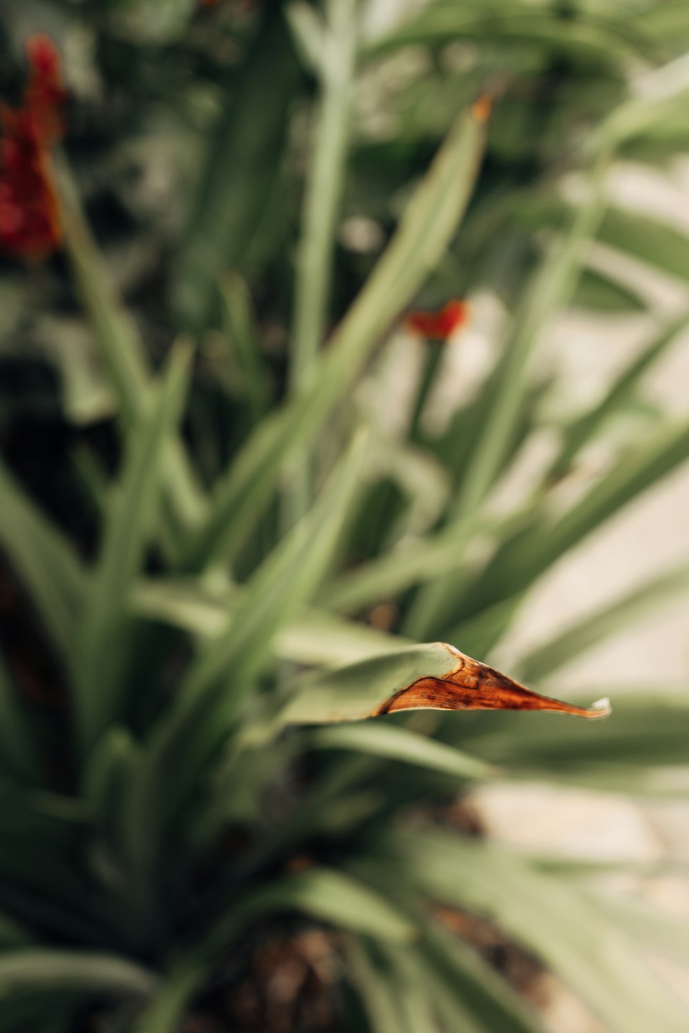 a close up of a plant with red flowers