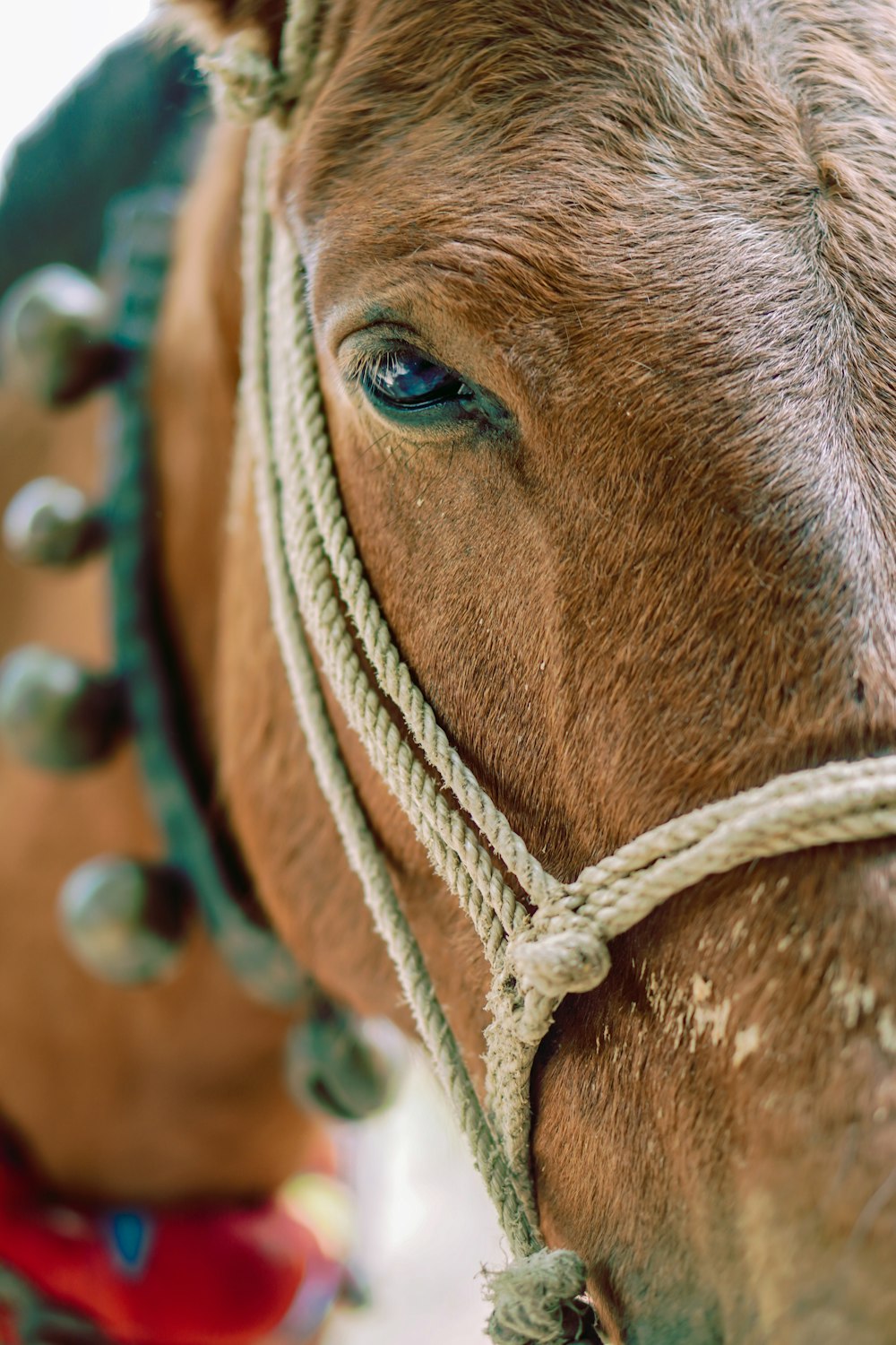 a close up of a horse's face with a rope around it's