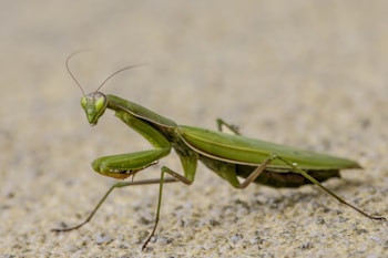 A close-up view of a green praying mantis on a textured surface, showcasing its elongated body, forearms raised in the characteristic praying position, and long antennae.