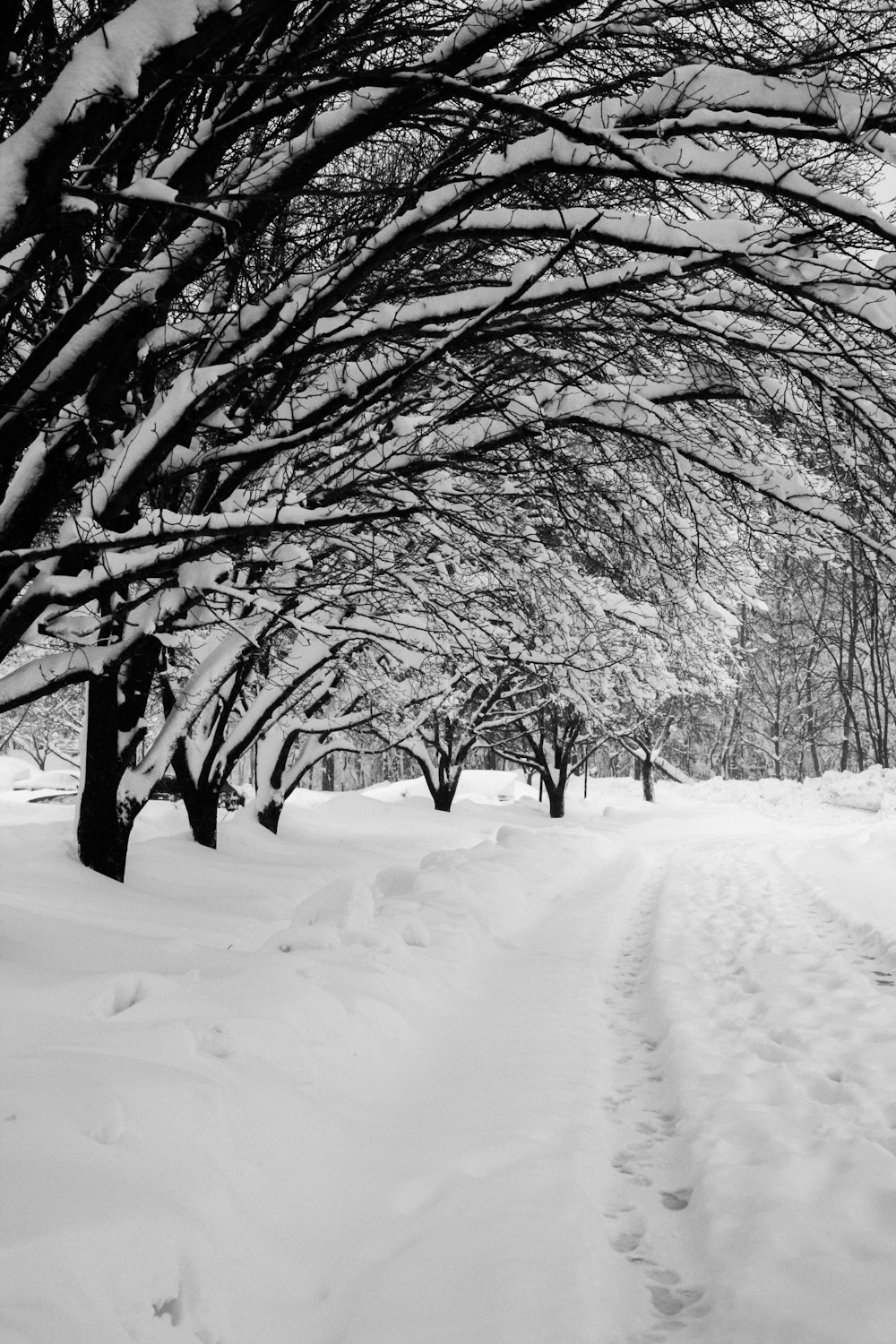 a snow covered road with trees on both sides