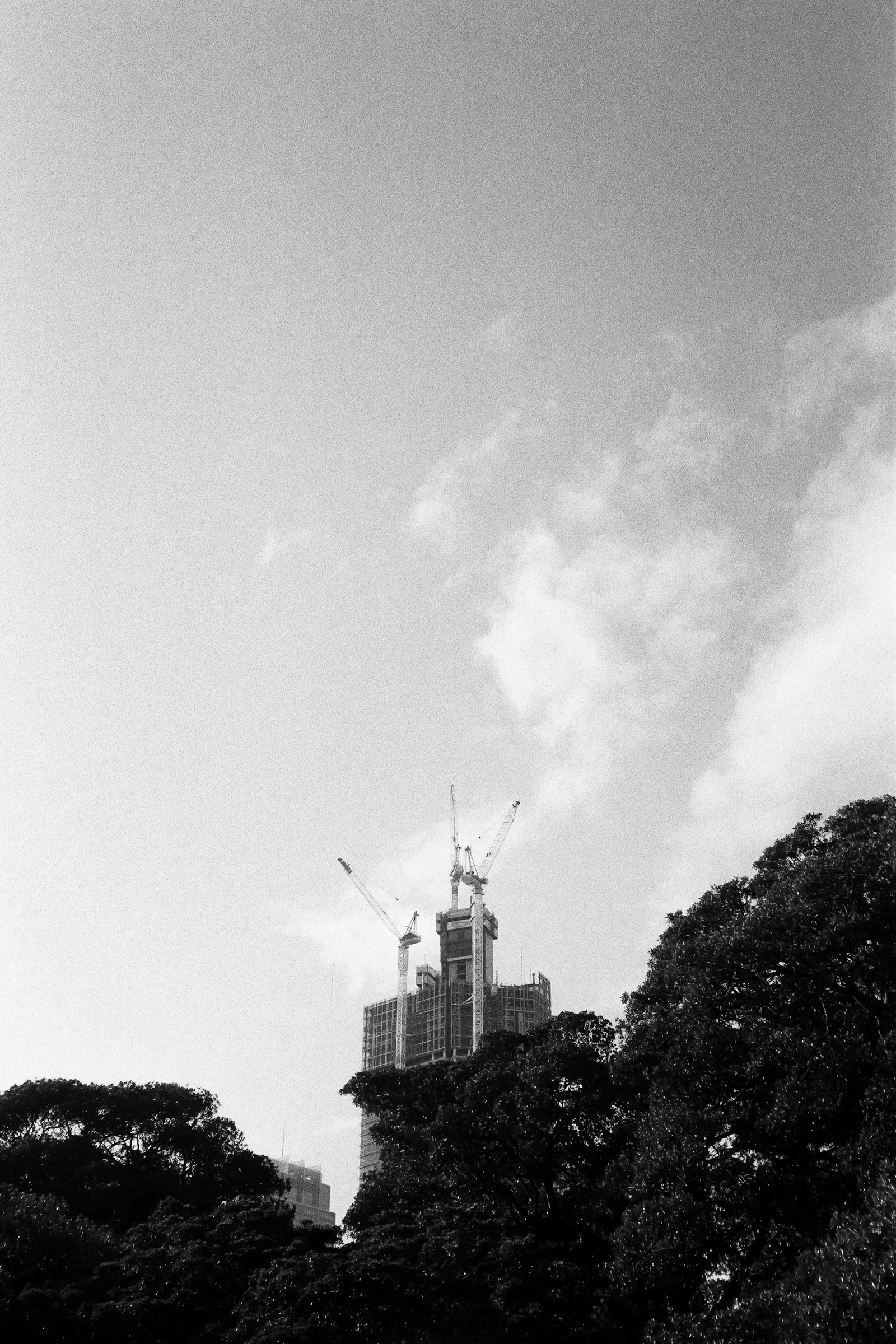 Black and white view of the Sydney city skyline with construction cranes rising above the trees