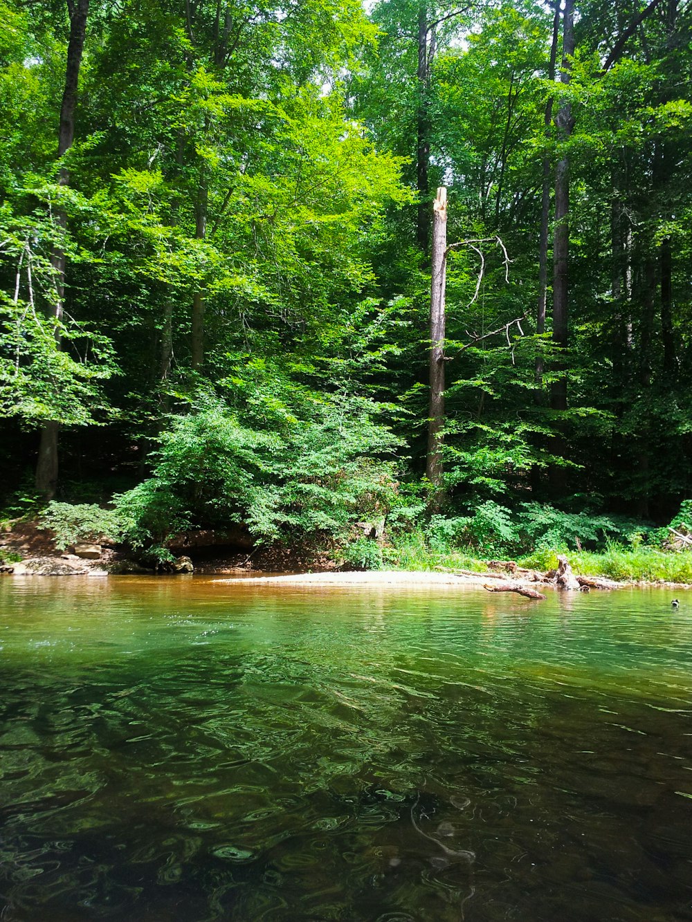 a body of water surrounded by trees and rocks