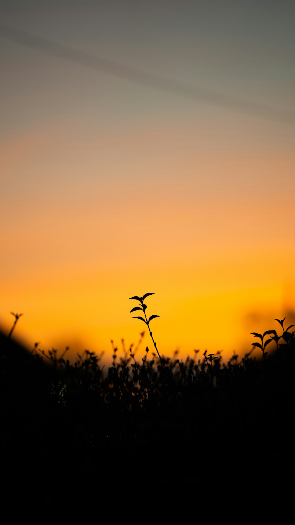 the silhouette of a plant against a sunset