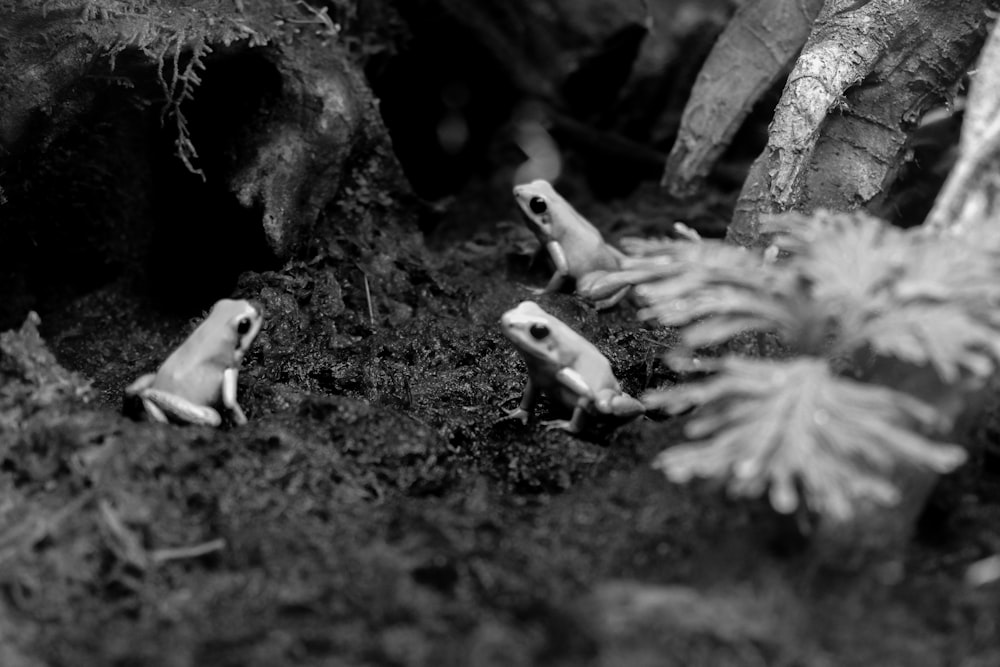 uma foto em preto e branco de pequenos animais de brinquedo
