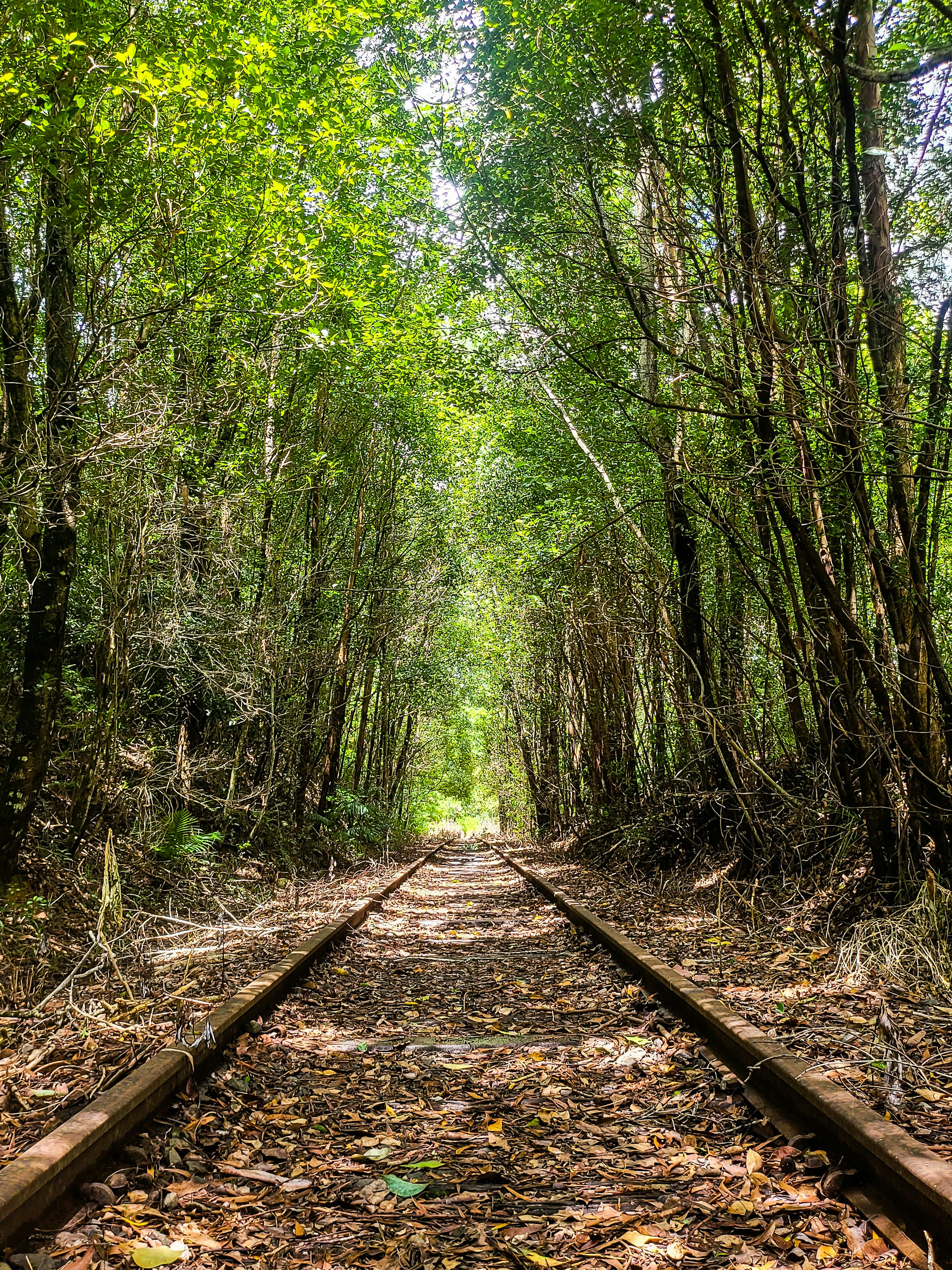 a train track in the middle of a forest
